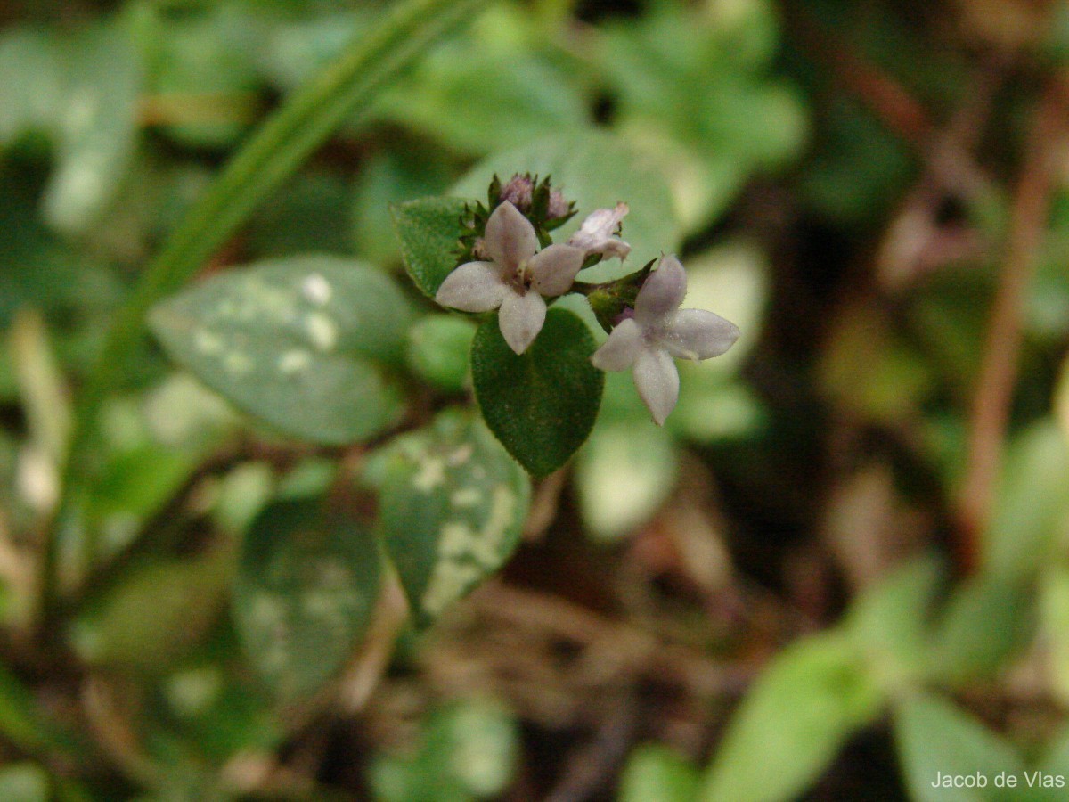 Neanotis monosperma (Wight & Arn.) W.H.Lewis